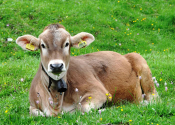 Residences in San Giovanni di Fassa - Pera - Scenery - Photo ID 1632