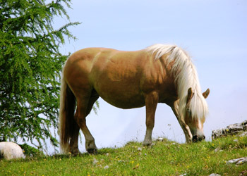 Residences in San Giovanni di Fassa - Pera - Scenery - Photo ID 1635