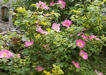 Maso Val  -  mansarda - 