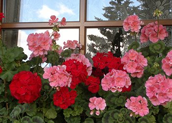 Appartamento a San Giovanni di Fassa - Pozza - Giardino - ID foto 1741