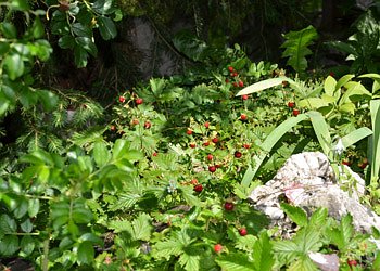 Apartment in Moena - Garden - Photo ID 1845