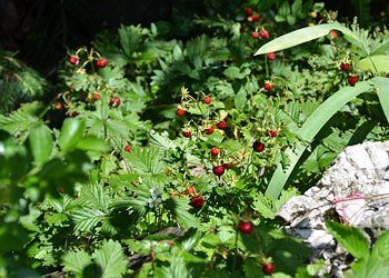 Apartment in Moena - Garden - Photo ID 1846