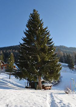 Apartamncie - Moena - Extras - Photo ID 1864