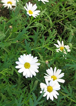 Apartment in Moena - Garden - Photo ID 2117