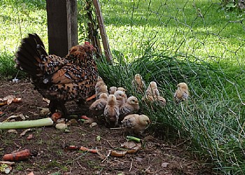 Wohnung - Moena - Garten - Photo ID 2158