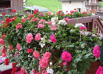 Appartamento a Penia di Canazei - Giardino - ID foto 2203