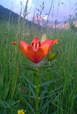 Appartamento a San Giovanni di Fassa - Pozza - Varie - ID foto 2866