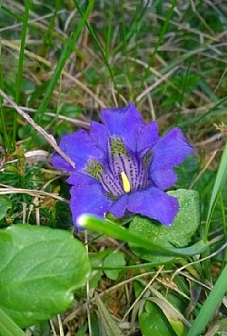 Appartamento a San Giovanni di Fassa - Pozza - Varie - ID foto 2867