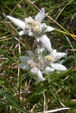 Appartamento a San Giovanni di Fassa - Pozza - Varie - ID foto 2868