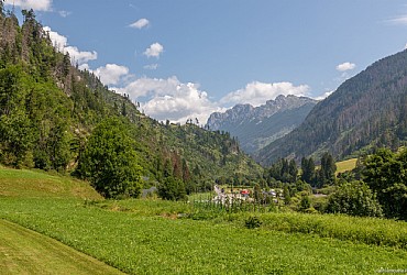 Alpinia - 