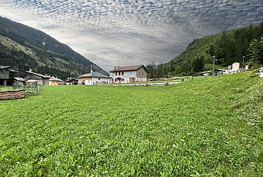 Alpinia - 