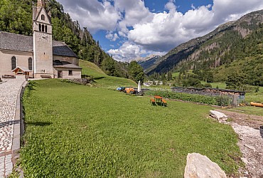 Alpinia - 
