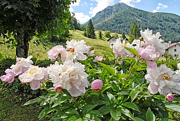 Apartamncie - Moena - Garden - Photo ID 3675