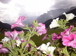 Appartamento a Campitello di Fassa - Panorama - ID foto 93