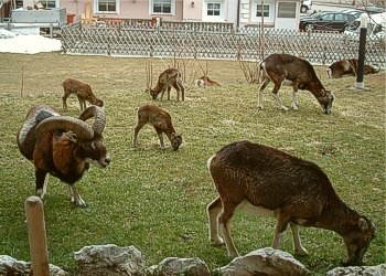 Appartamento a Canazei. I mufloni nel giardino...