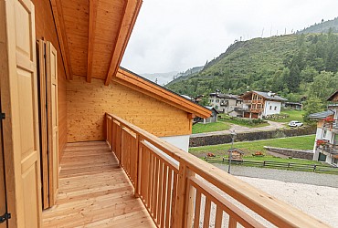 Alpinia - 