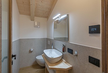 Alpinia - 